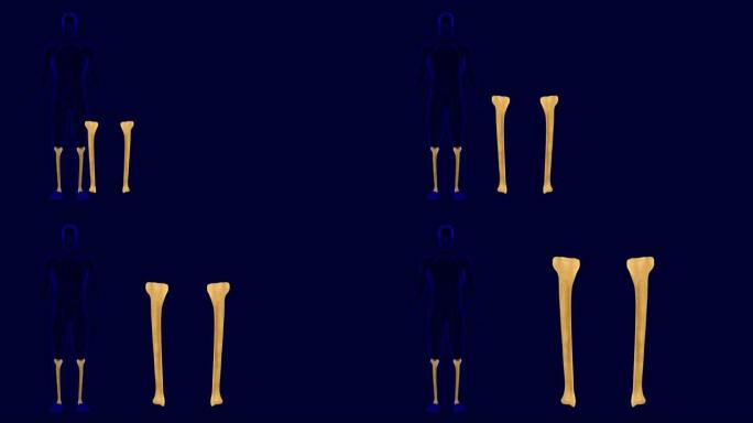 人体骨骼胫骨解剖三维插图