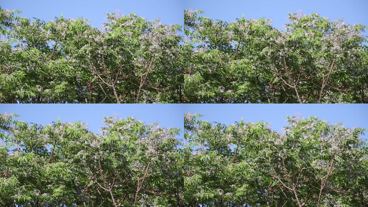 chinaberry树，白坎，达雷克，梅里亚，阿兹达拉赫和锡兰雪松。