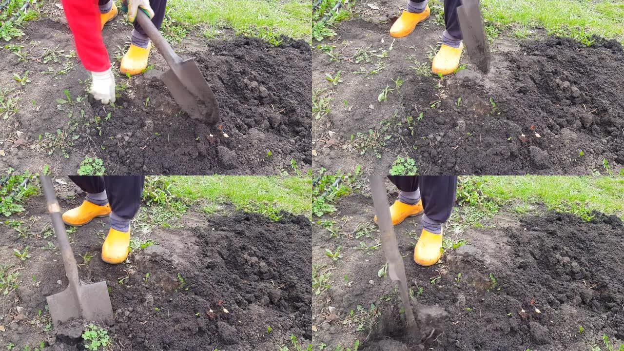 一个农民的脚在橡胶鞋挖地的特写，农业，除草，4k视频，特写