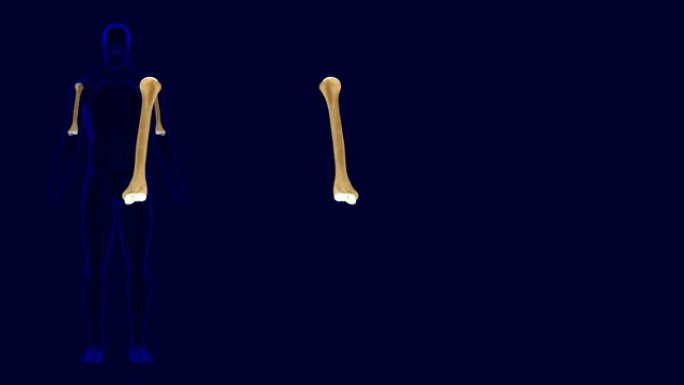 人体骨骼肱骨解剖三维插图