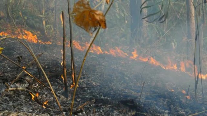 森林火灾 (地面火灾) 灾难正在热带森林中燃烧