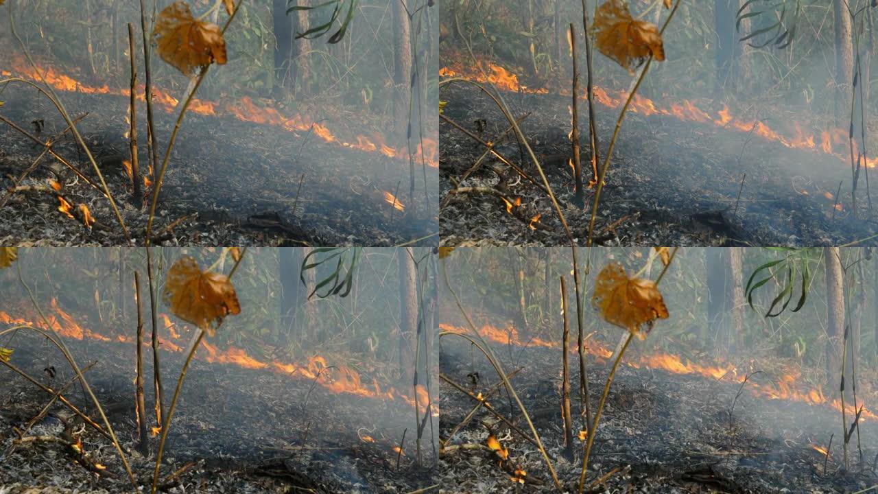 森林火灾 (地面火灾) 灾难正在热带森林中燃烧