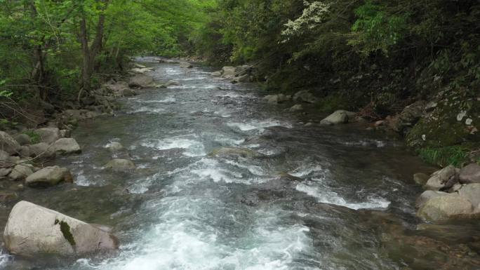 原始森林清澈溪涧流水