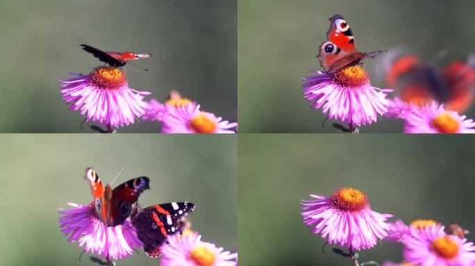 蝴蝶在花开周围飞翔并收集花粉。Dop，宏，特写