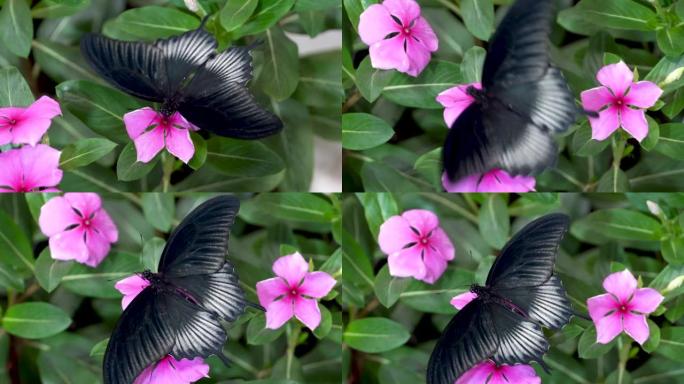 大摩门教蝴蝶 (Paplio memnon) 一种雄性黑色凤蝶，在明亮的粉红色紫色花朵上。