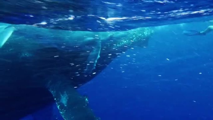 座头鲸母亲和小牛在水下赶上潜水员。