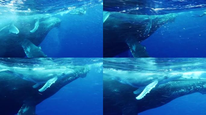 座头鲸母亲和小牛在水下赶上潜水员。