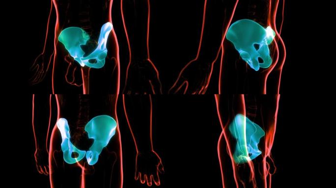 人体骨骼系统髋骨关节解剖动画概念