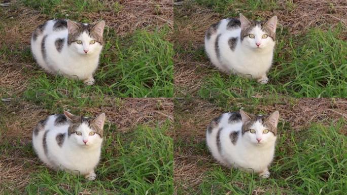草坪上的猫