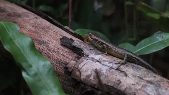 非洲蜥蜴坐在热带雨林，桑给巴尔，Trachylepis Striata的原木上