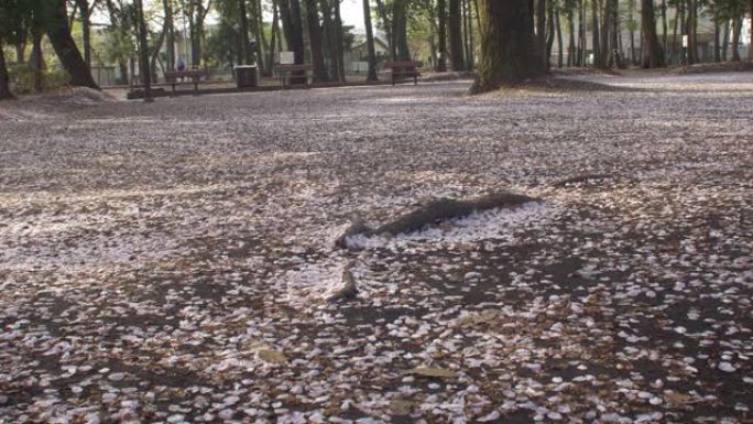 樱花樱花花瓣覆盖地面如雪