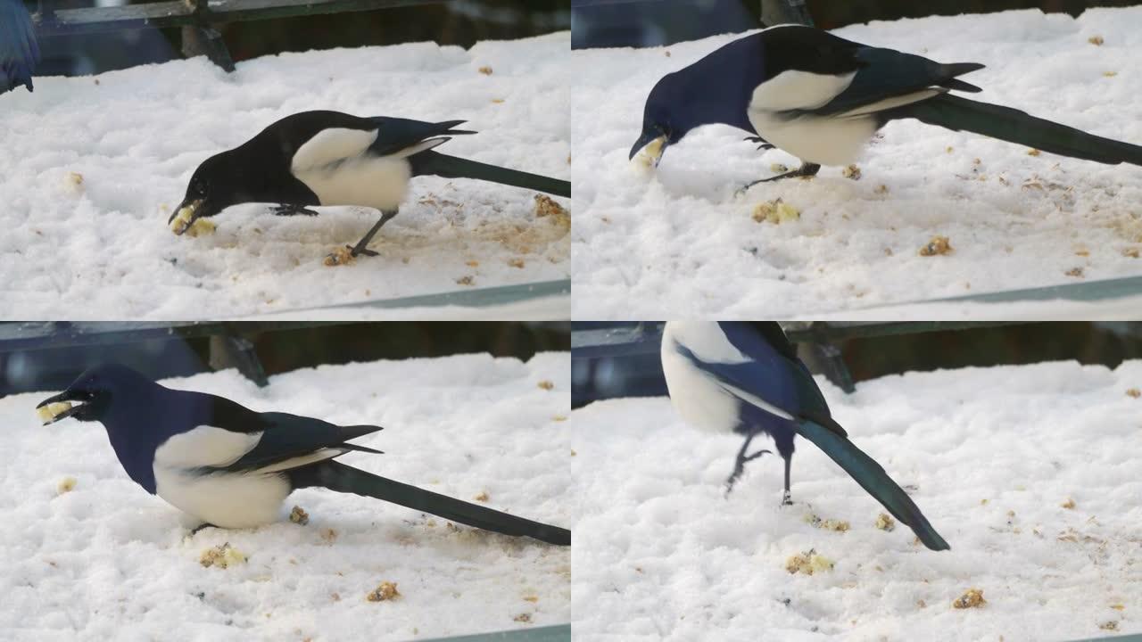 喜鹊以4k慢动作60fps从雪中带走食物