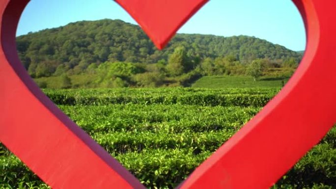 大红心与新鲜绿茶种植园田和山背景