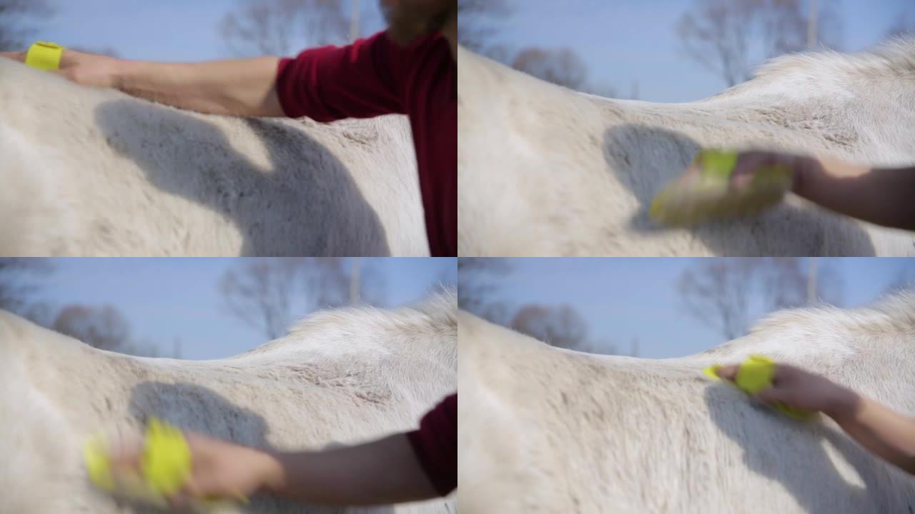 一个人用特殊的刷子刷白马。