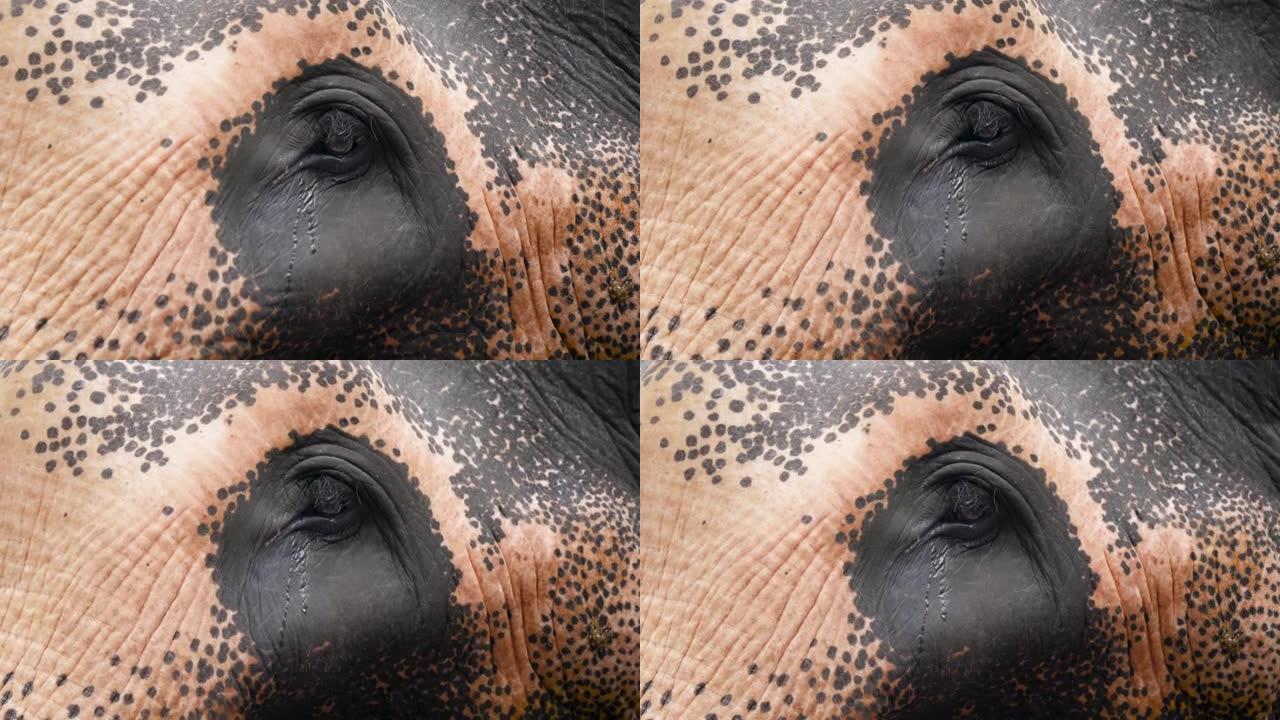 特写4k视频，从大象的眼睛流出眼泪。哭泣的动物。虐待和残酷对待动物的概念