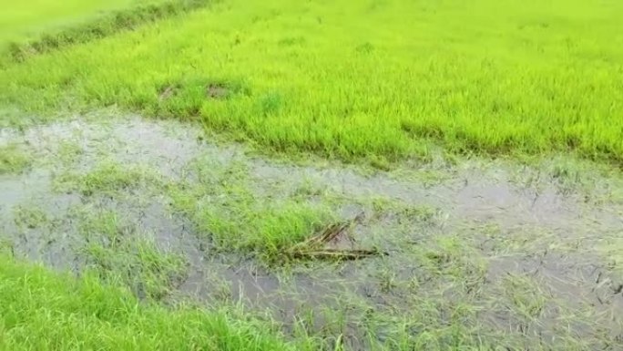 稻田因大雨淹水受损