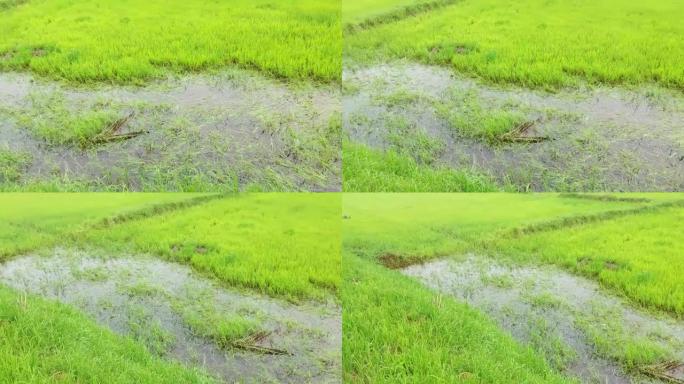 稻田因大雨淹水受损