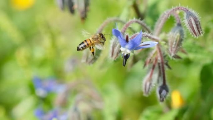 蜜蜂从琉璃苣花中收集花粉，动物昆虫授粉