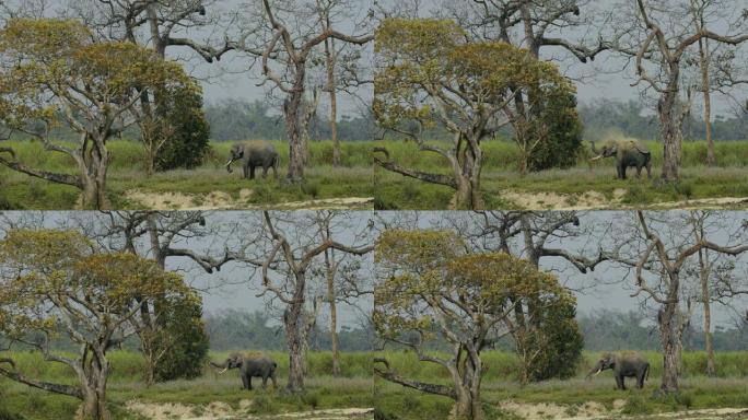 一群大象在卡齐兰加国家公园以慢动作喝水和泥浴