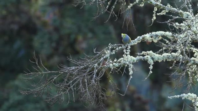 长尾丝状捕蝇器-在哥斯达黎加和巴拿马山区的Ptiliogonys caudatus雀形目鸟，以浆果为