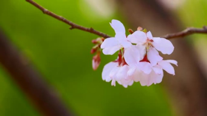 盛开的樱花，美丽的粉红色花瓣