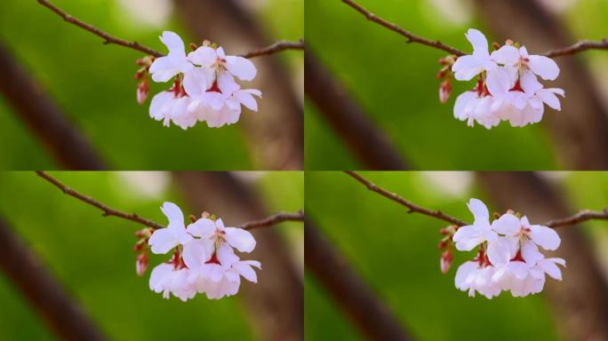 盛开的樱花，美丽的粉红色花瓣