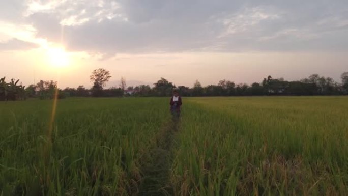 亚洲女农场主使用数字平板电脑监控日落时大型乡村农场的成熟大米。