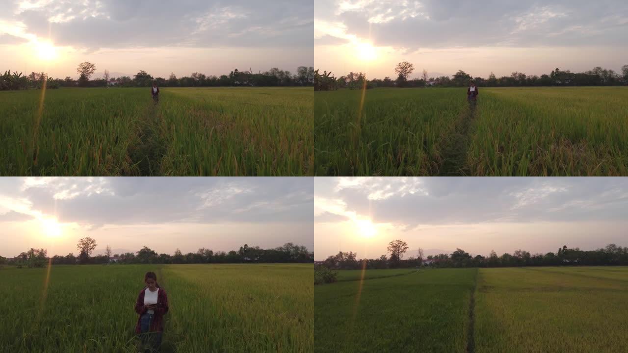 亚洲女农场主使用数字平板电脑监控日落时大型乡村农场的成熟大米。