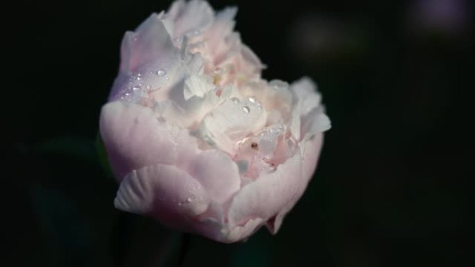 日本午夜雨后牡丹芽的特写