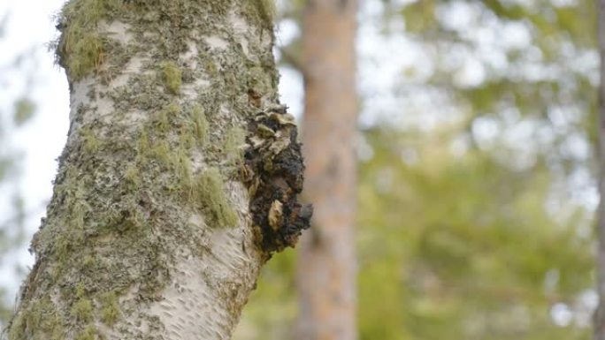 爱沙尼亚树干上的一个黑色小chaga蘑菇