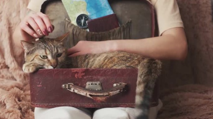 女人在手提箱里抚摸一只猫。