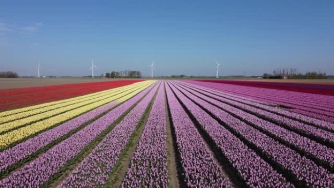 在荷兰的飞鸟中，五颜六色的花田和盛开的红色郁金香，空中