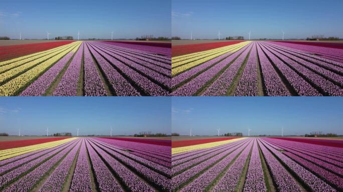 在荷兰的飞鸟中，五颜六色的花田和盛开的红色郁金香，空中