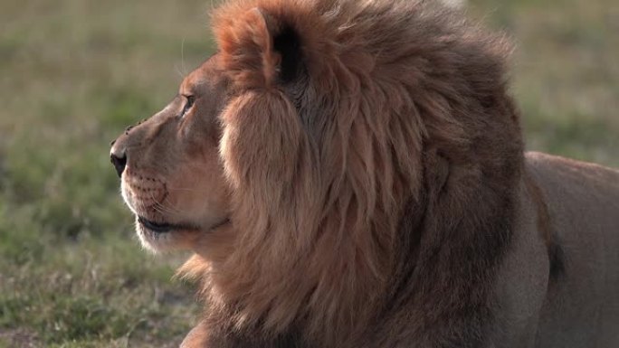 丛林之狮王-拼贴画1-放松的理由，南非