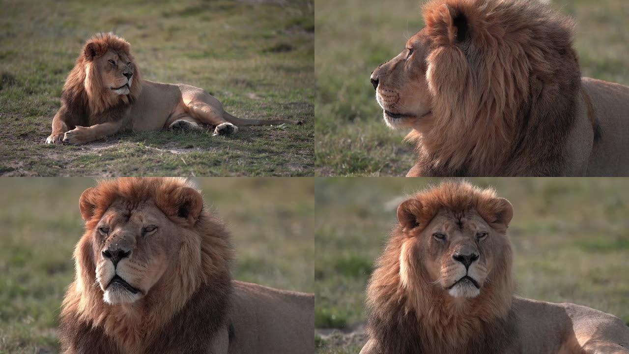 丛林之狮王-拼贴画1-放松的理由，南非