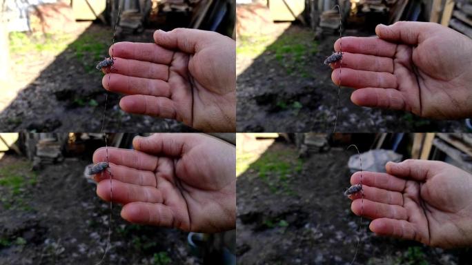 一只雌性手上坐着一只杠铃甲虫。刺五加特写。属于长角甲虫科的一种甲虫，是木镗甲虫。
