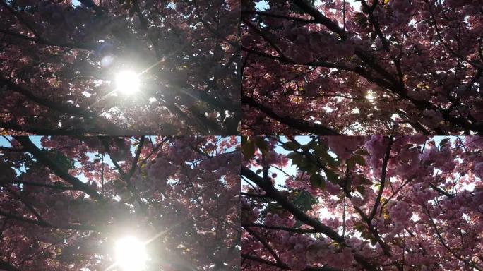 在早晨的阳光下绽放粉红色的樱花。七十年的老树