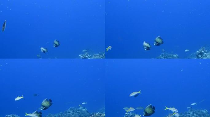 库拉索岛加勒比海珊瑚礁中的法国神仙鱼