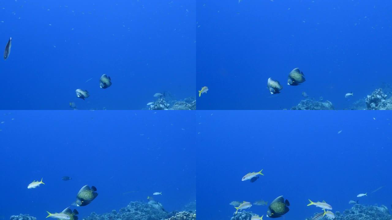 库拉索岛加勒比海珊瑚礁中的法国神仙鱼