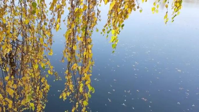 带有黄色叶子的桦树树枝悬挂在湖上，湖面上的叶子漂浮着