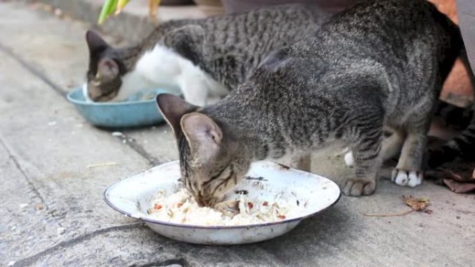 流浪猫吃慈善家的食物。