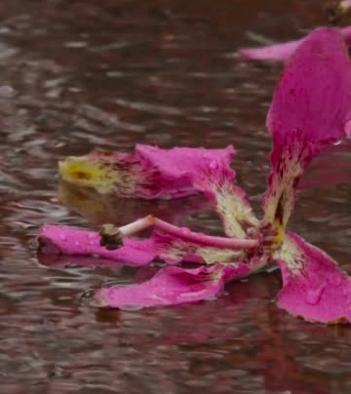 自然背景，雨天。粉色百合。特写。