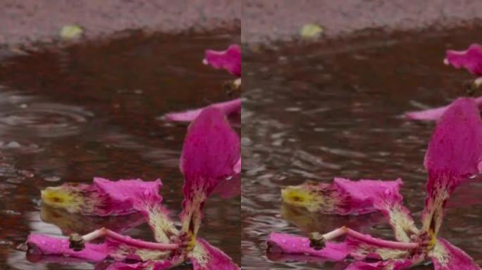 自然背景，雨天。粉色百合。特写。