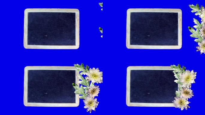 石板黑板上的菊花花白色背景动画插页