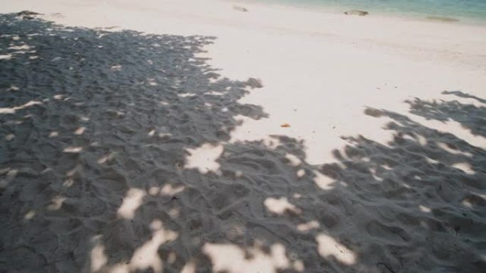 沙滩背景上热带叶树枝的夏季阴影