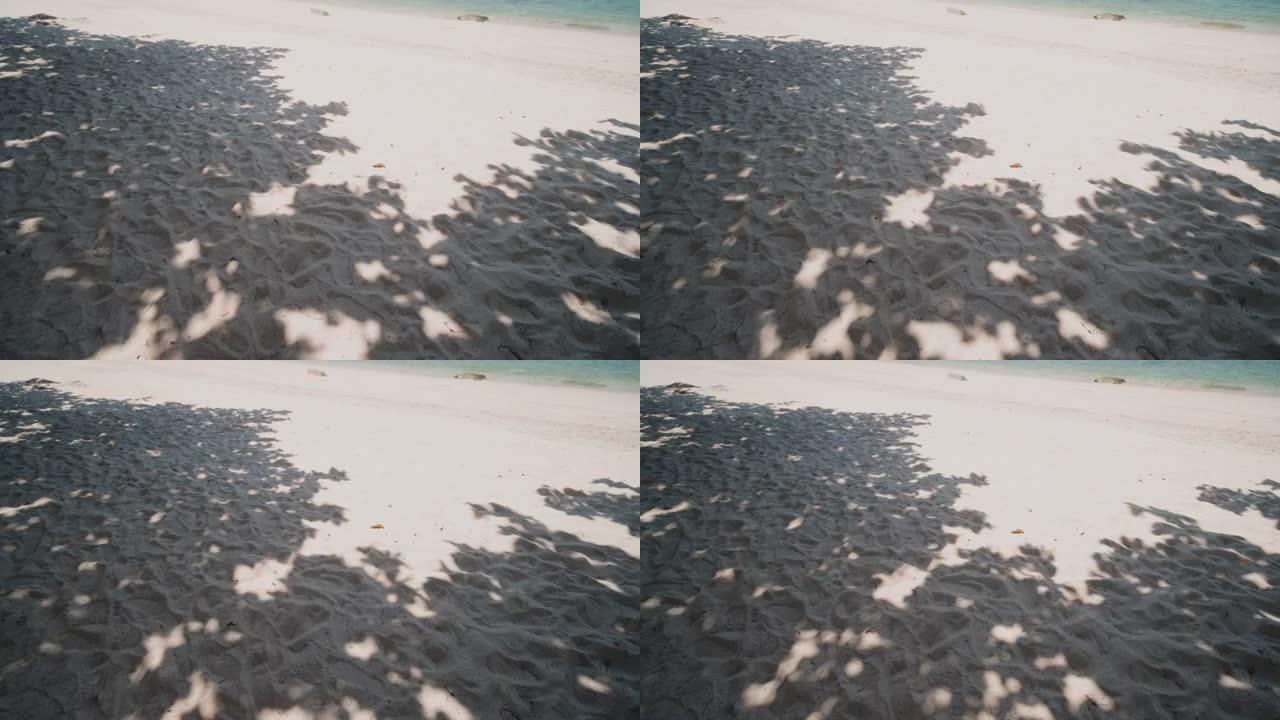 沙滩背景上热带叶树枝的夏季阴影
