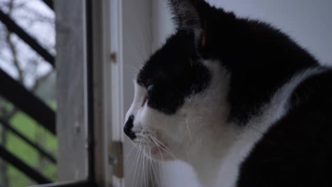 猫从敞开的阳台门外面看的侧面轮廓照片