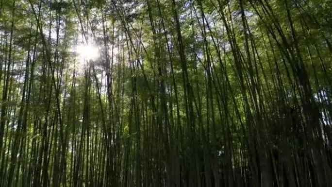 背光竹树。竹树