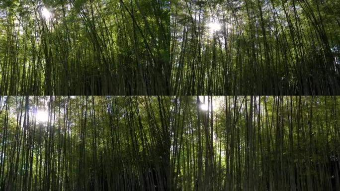 背光竹树。竹树