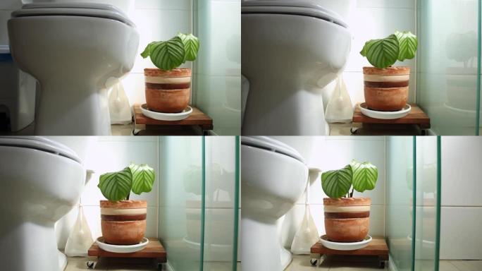 浴室里的植物。